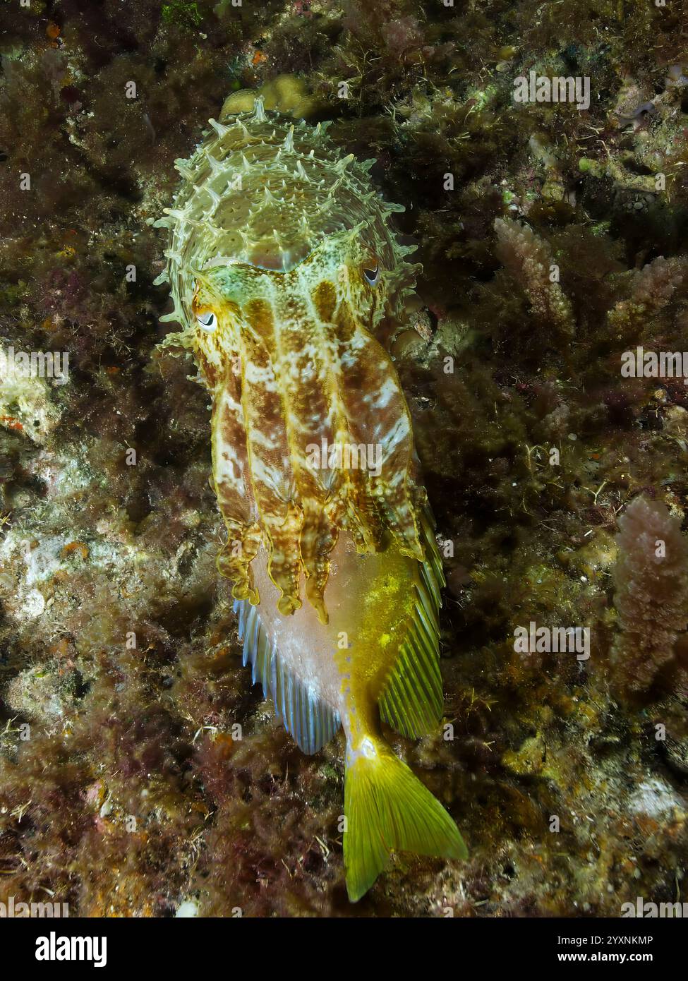 Seppia latimanus (Sepia latimanus) che si nutre di un pesce coniglio a due barbe (Siganus virgatus). Foto Stock