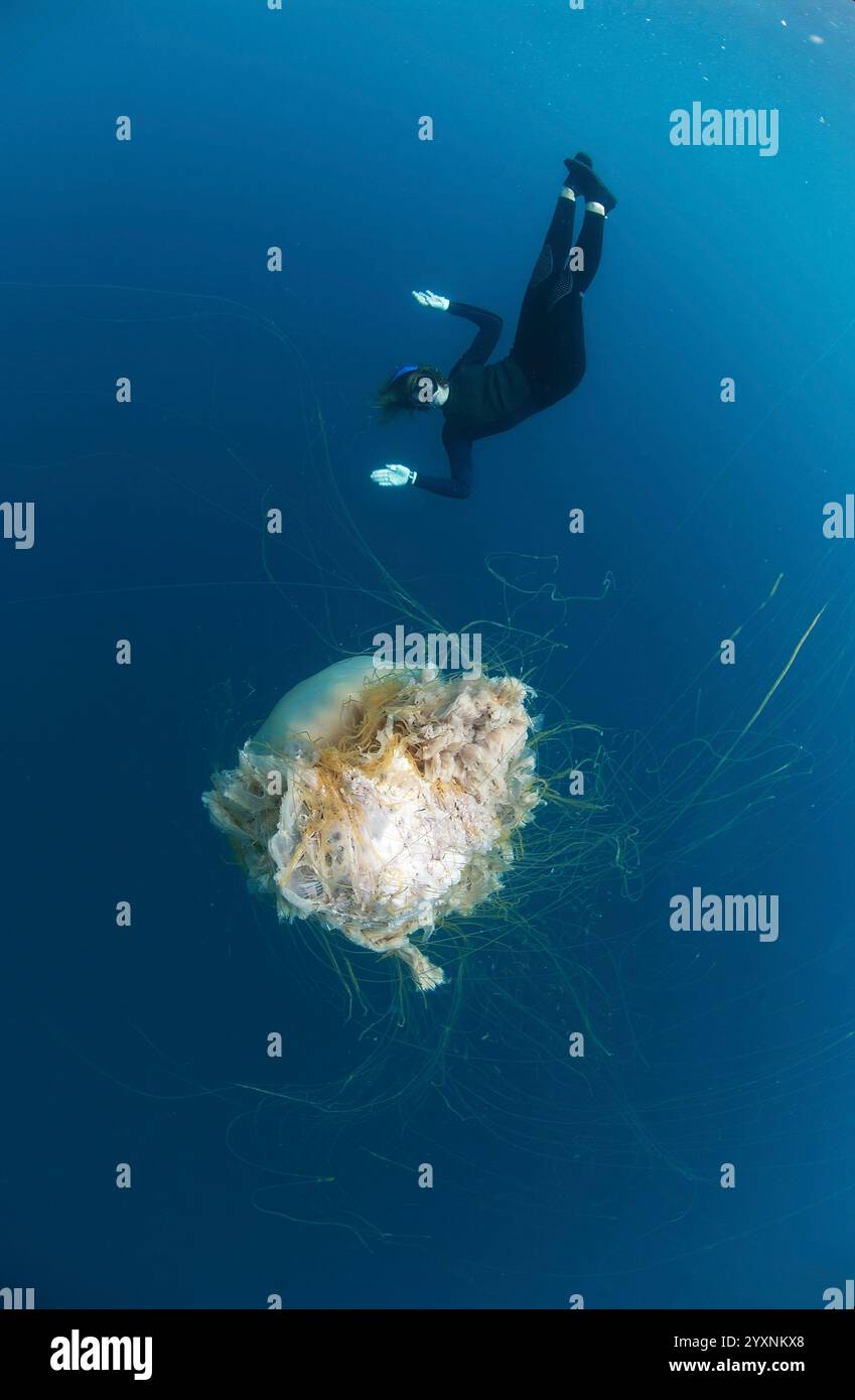 Ediver che osserva meduse di leone (Cyanea capillata), isola di Aur, Malesia. Foto Stock