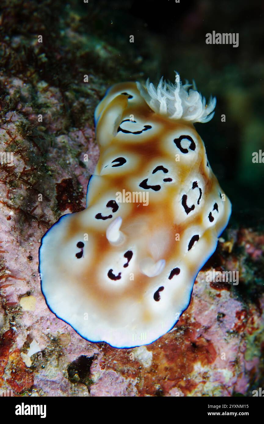 Leopard chromodoris nudiBranch (Chromodoris leopardus), stretto di Lembeh, Indonesia. Foto Stock