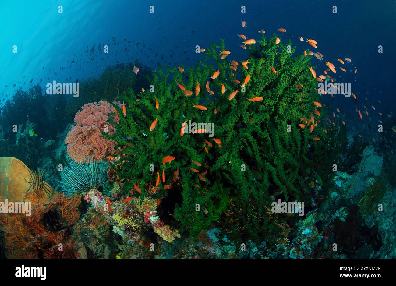 Corallo duro verde e crinoidi con scuola di pesci rossi, Manado, Sulawesi settentrionale, Indonesia. Foto Stock