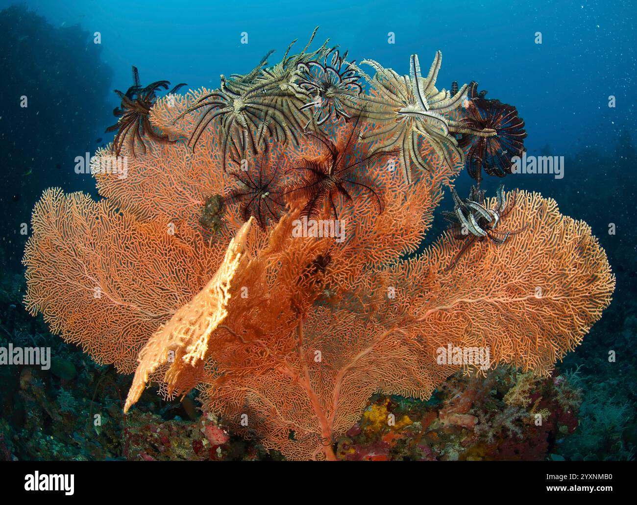 Grande ventaglio di gorgonie arancioni con un gruppo di crinoidi, Sulawesi settentrionale, Indonesia. Foto Stock