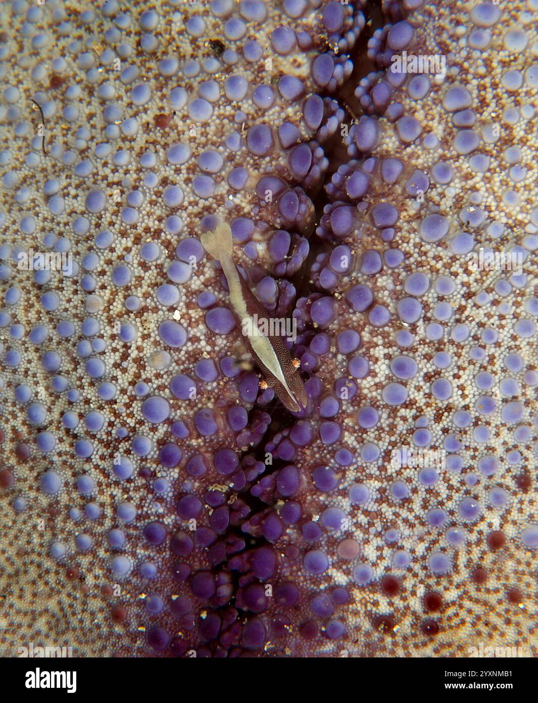 Piccoli gamberi (Periclimenes soror) che vivono su una stella marina viola, Sulawesi settentrionale, Indonesia. Foto Stock