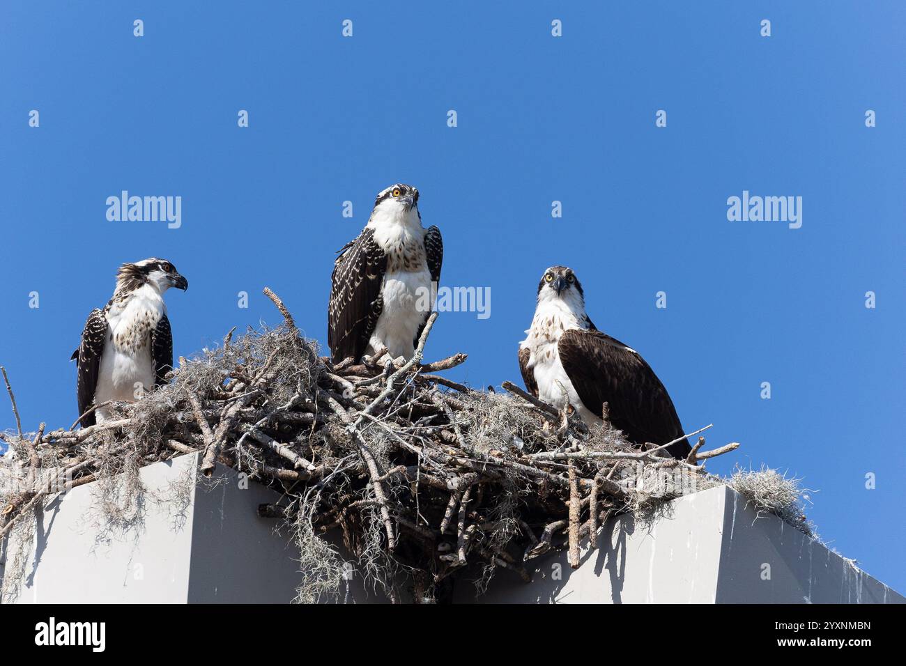 Famiglia di uccelli Osprey nel nido. Foto Stock