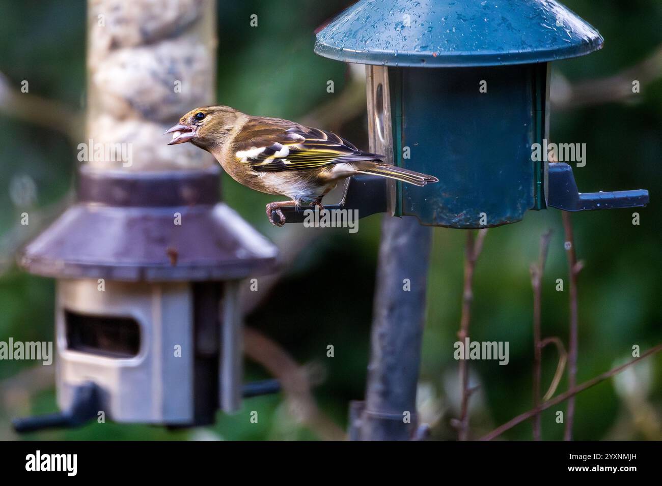 Uccello da giardino Chaffinch su un alimentatore per uccelli. Foto Stock