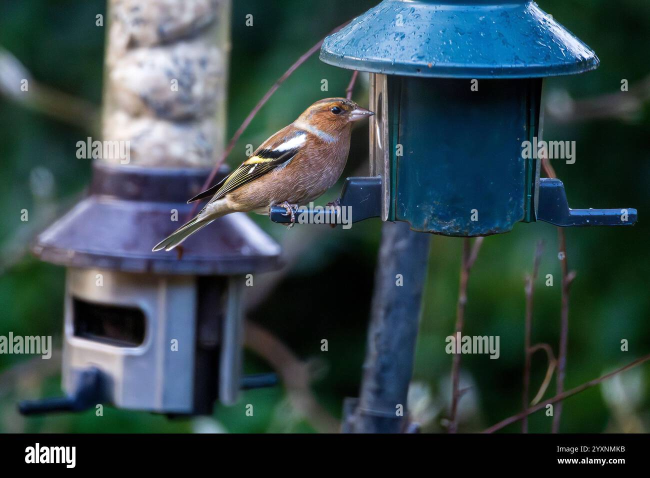 Uccello da giardino Chaffinch su un alimentatore per uccelli. Foto Stock