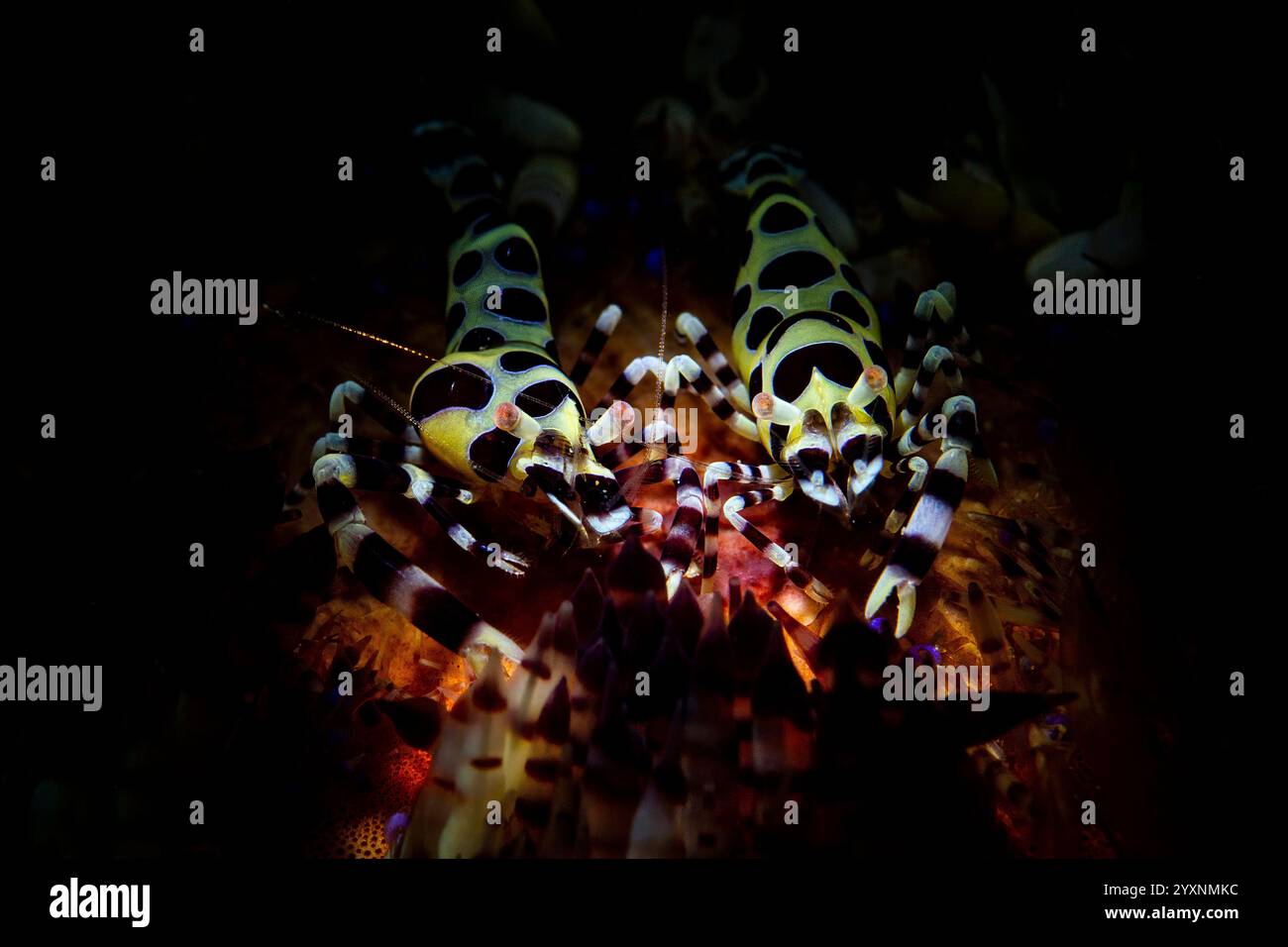 Coppia di gamberi Coleman (Periclimenes colemani) sulla cima di un riccio di mare (Astropyga radiata). Foto Stock