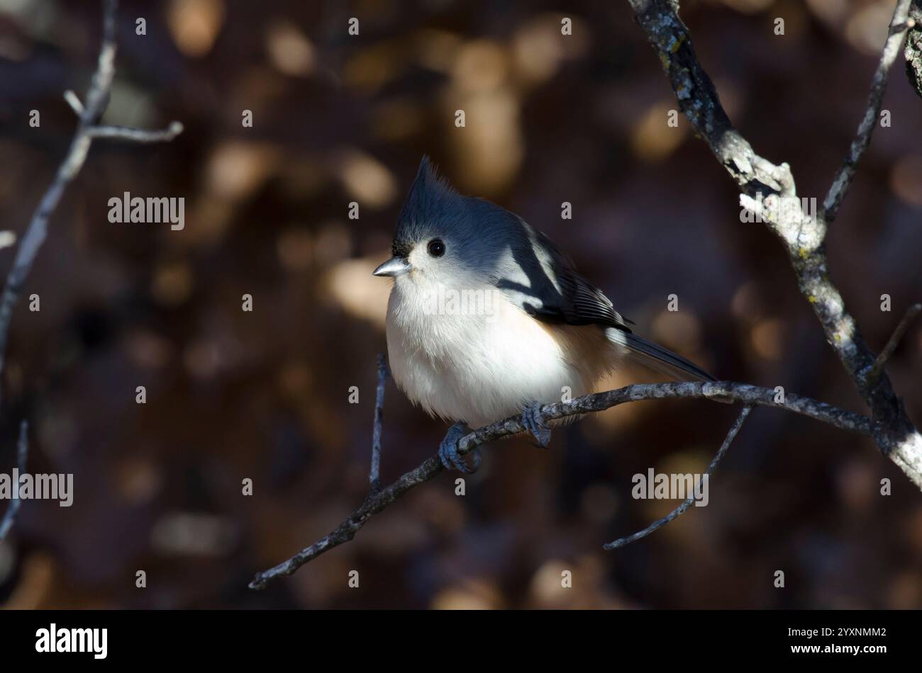 Titmouse, Baeolophus bicolor, nell'ombra e gonfiandosi Foto Stock
