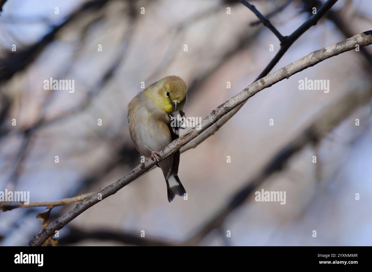 American Goldfinch, Spinus tristis, piumaggio invernale, graffi Foto Stock