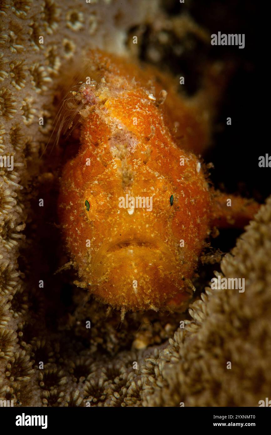Frogfish striato d'arancia (Antennarius striatus) all'interno di corallo duro, stretto di Lembeh, Indonesia. Foto Stock