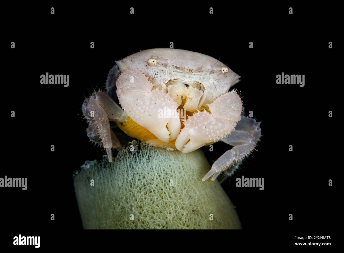 Granchio bianco con uova gialle su una spugna tubolare, stretto di Lembeh, Indonesia. Foto Stock
