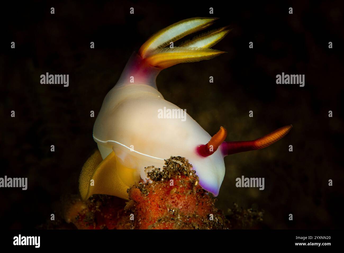 Hypselodoris bullockii nudibranch bianco con un nastro giallo di uova, stretto di Lembeh, Indonesia. Foto Stock