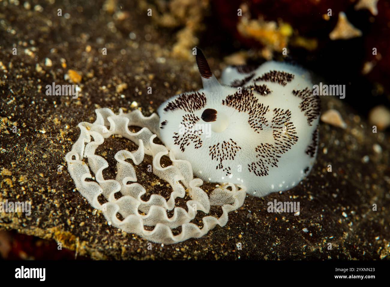 Un nudibranco punteggiato (Jorunna funebris) con spirale d'uovo bianco, stretto di Lembeh, Indonesia. Foto Stock