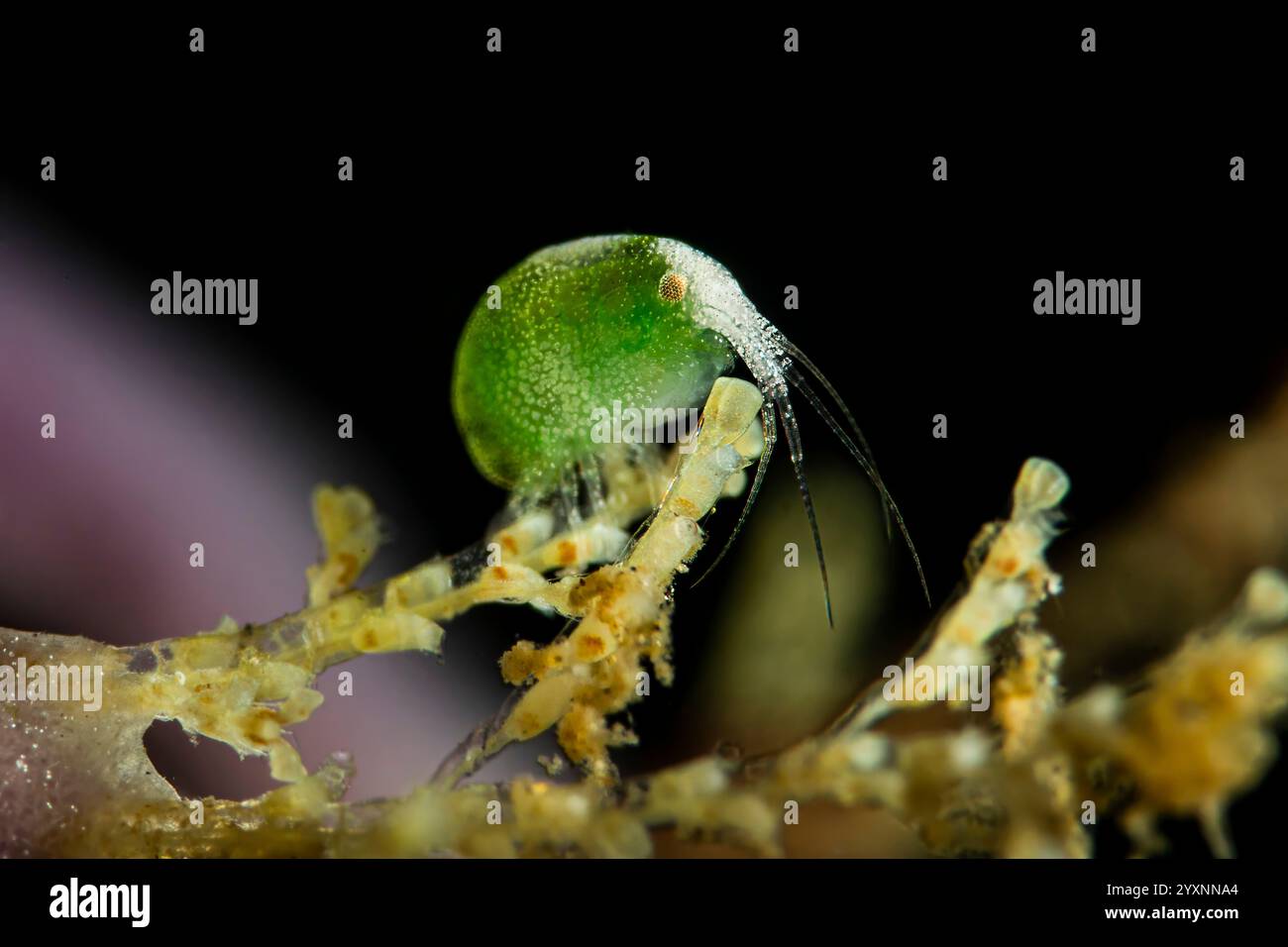 Piccola cimice verde sul corallo giallo, stretto di Lembeh, Sulawesi settentrionale, Indonesia. Foto Stock