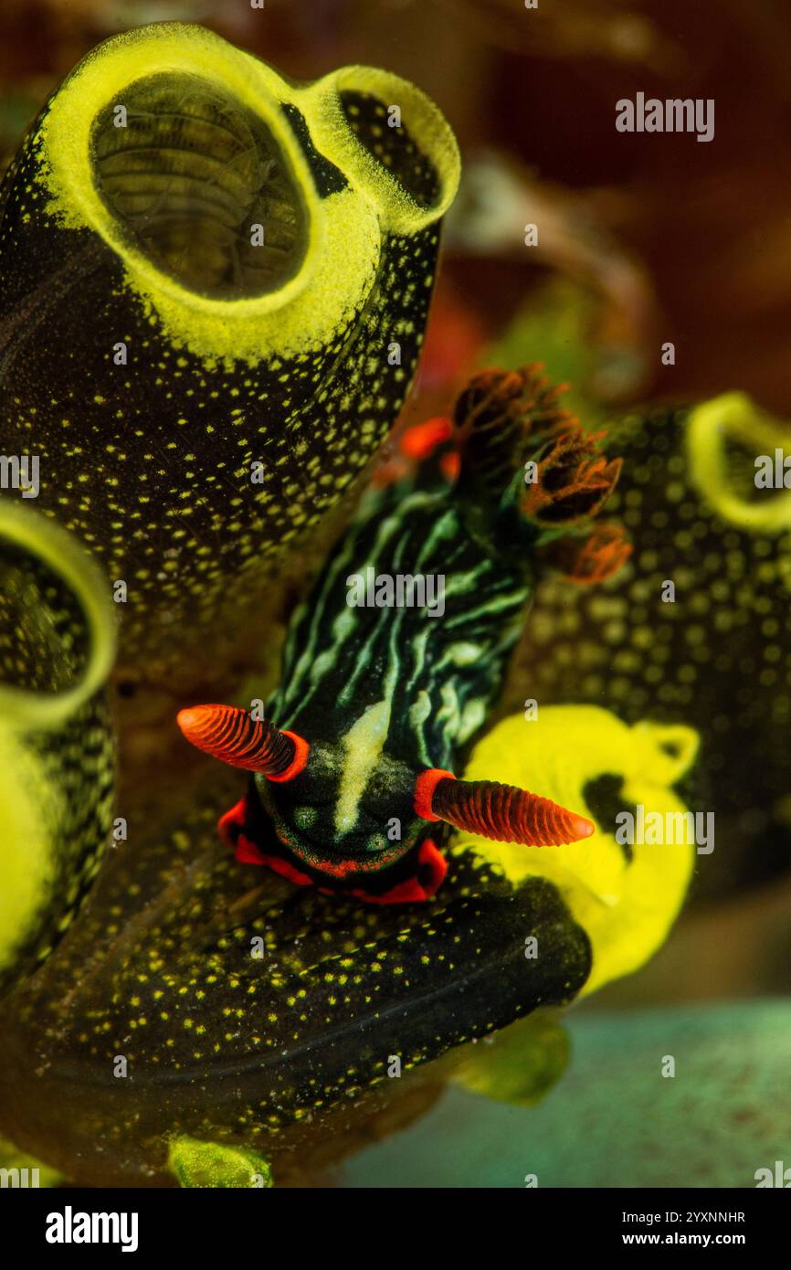 Nero e verde Nembrotha kubaryana nudiBranch su tunicati gialli, stretto di Lembeh. Foto Stock