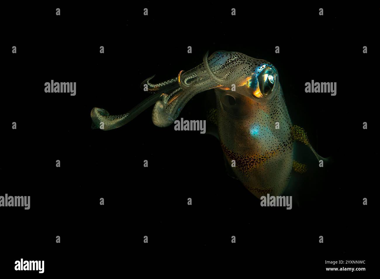 Calamari colorati di notte, stretto di Lembeh, Sulawesi settentrionale, Indonesia. Foto Stock