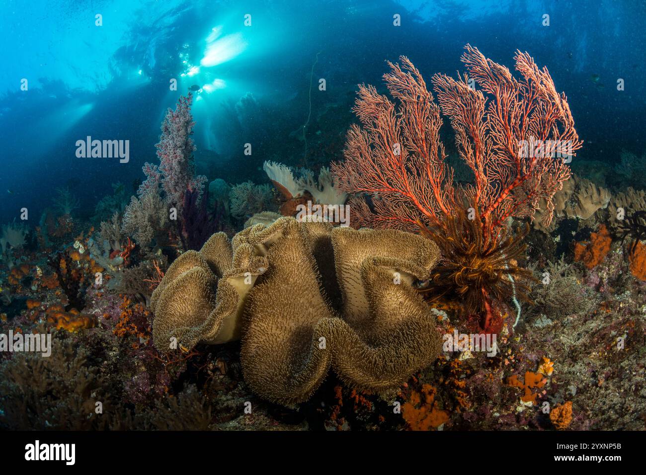 Corallo in pelle marrone e ventaglio rosso gorgoniano con raggi del sole, Raja Ampat, Papua Occidentale, Indonesia. Foto Stock