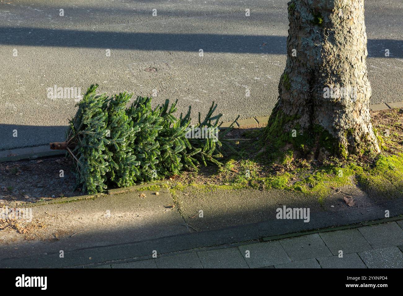 Nach Weihnachten liegt ein Christbaum zur Abholung und Entsorgung am Strassenrand, Abfallwirtschaft, Abfallbeseitigung, Strassenreinigung, Deutschland, Oberhausen, Oberhausen-Sterkrade, Ruhrgebiet, Niederrhein, Nordrhein-Westfalen Nach dem Weihnachtsfest liegt ein Christbaum zur Abholung und Entsorgung am Strassenrand, Abfallwirtschaft, Abfallbeseitigung, Strassenreinigung, Deutschland, Oberhausen, Oberhausen-Sterkrade, Niederrhein, Ruhrgebiet, Rheinland, Nordrhein-Westfalen, NRW, dopo la festa di Natale, un albero di Natale si trova sul ciglio della strada per la raccolta e lo smaltimento, la gestione dei rifiuti, Foto Stock
