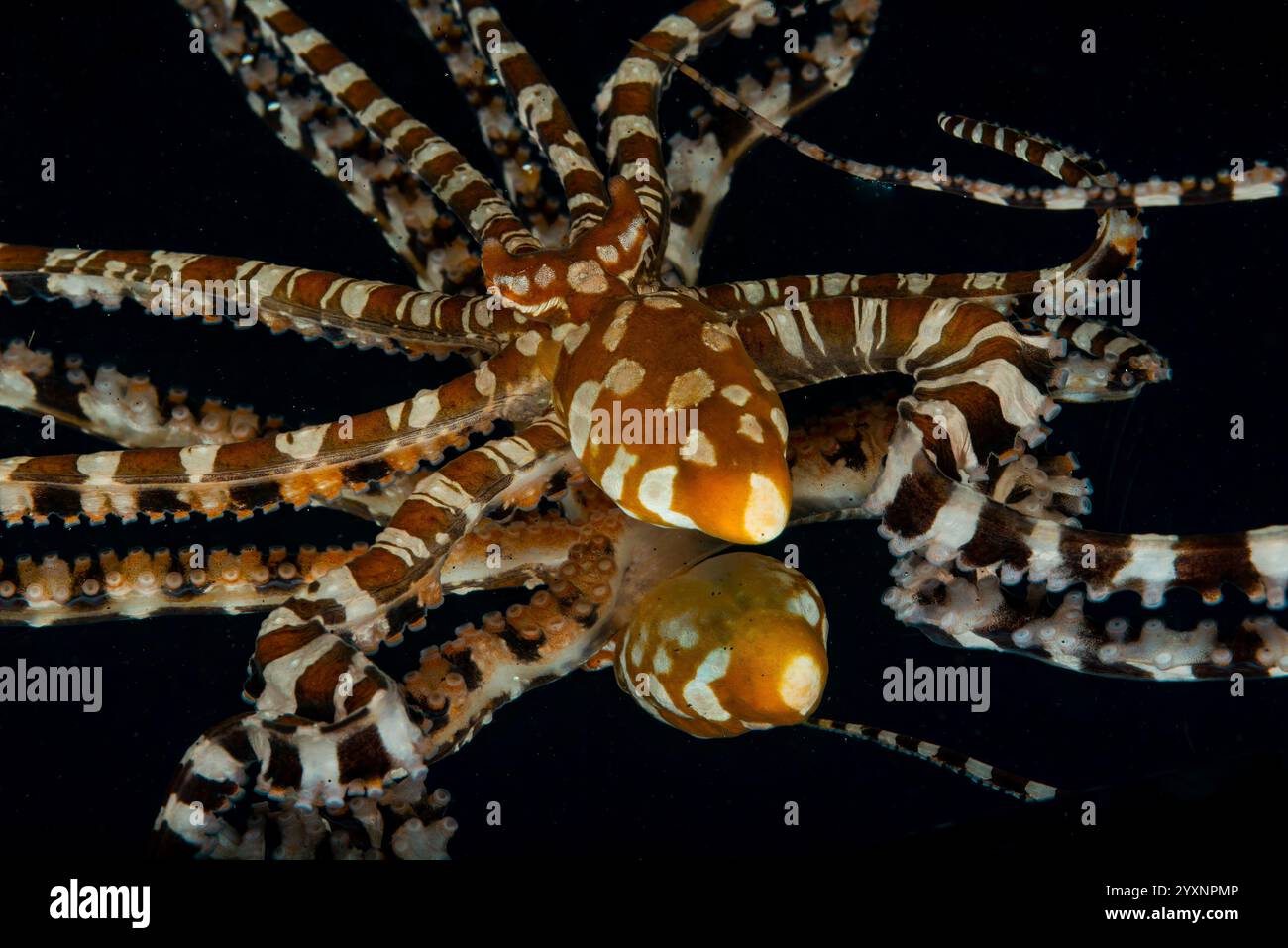 Wonderpus riflesso a specchio su sfondo nero, stretto di Lembeh, Indonesia. Foto Stock