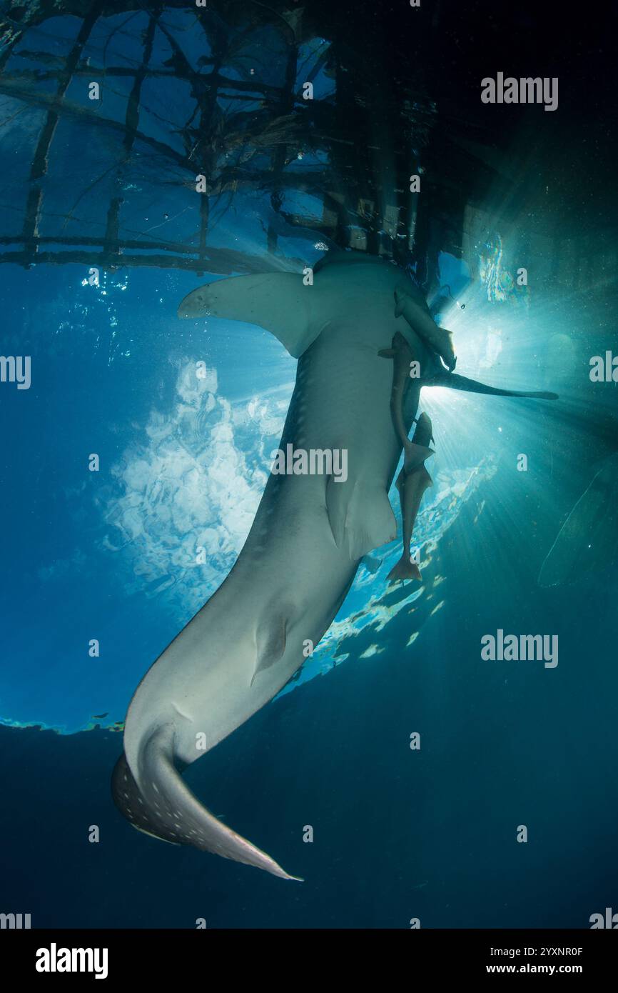 Uno squalo balena (Rhincodon typus) vicino alla superficie sotto un bagan, Cenderawasih Bay, Indonesia. Foto Stock