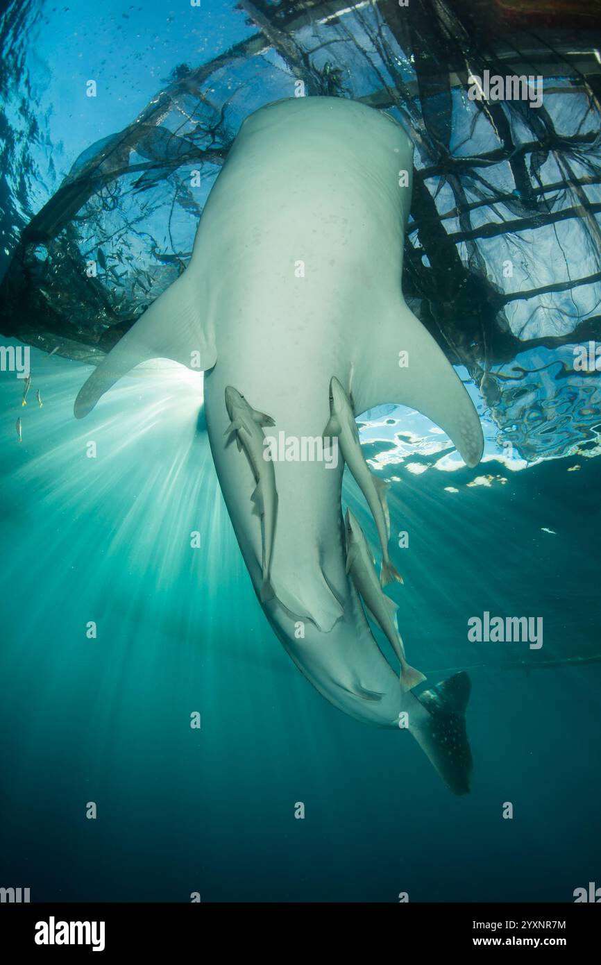 Pancia di uno squalo balena (Rhincodon typus) con remora, vicino alla superficie sotto un bagan, Cenderawasih Bay, Indonesia. Foto Stock