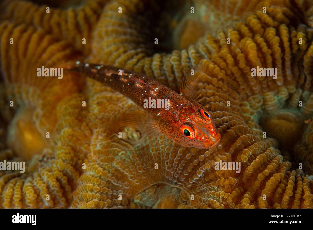 Piccolo ghost goby maculato rosso (Pleurosicya muscarum) su corallo duro, Indonesia. Foto Stock