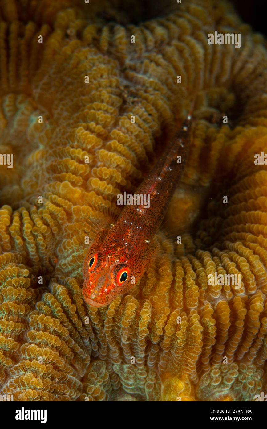 Piccolo ghost goby maculato rosso (Pleurosicya muscarum) su corallo duro, Indonesia. Foto Stock