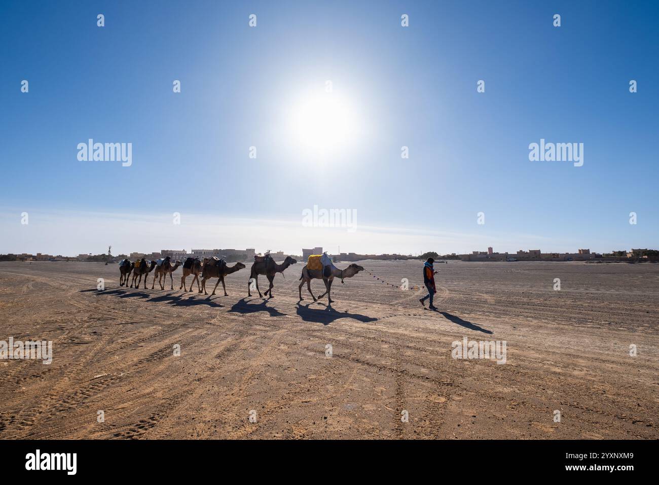 Una carovana di sette cammelli con il proprietario attraversa di fronte agli hotel nel deserto di Merzouga in Marocco sotto il sole. Il terreno è arido e asciutto Foto Stock