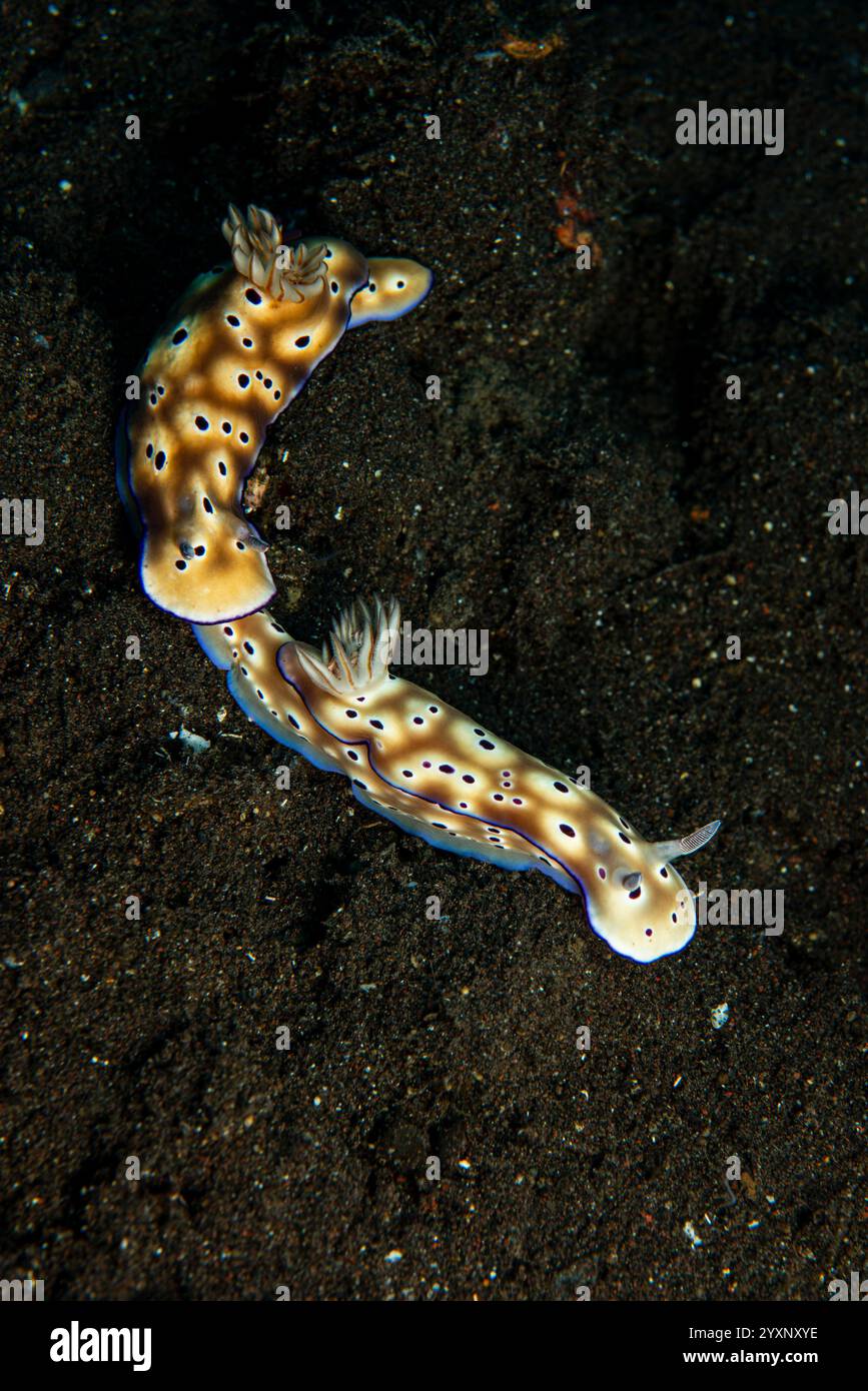 Coppia di nudibranchi (Hypselodoris tryoni) tailgating, Tulamben, Bali, Indonesia. Foto Stock