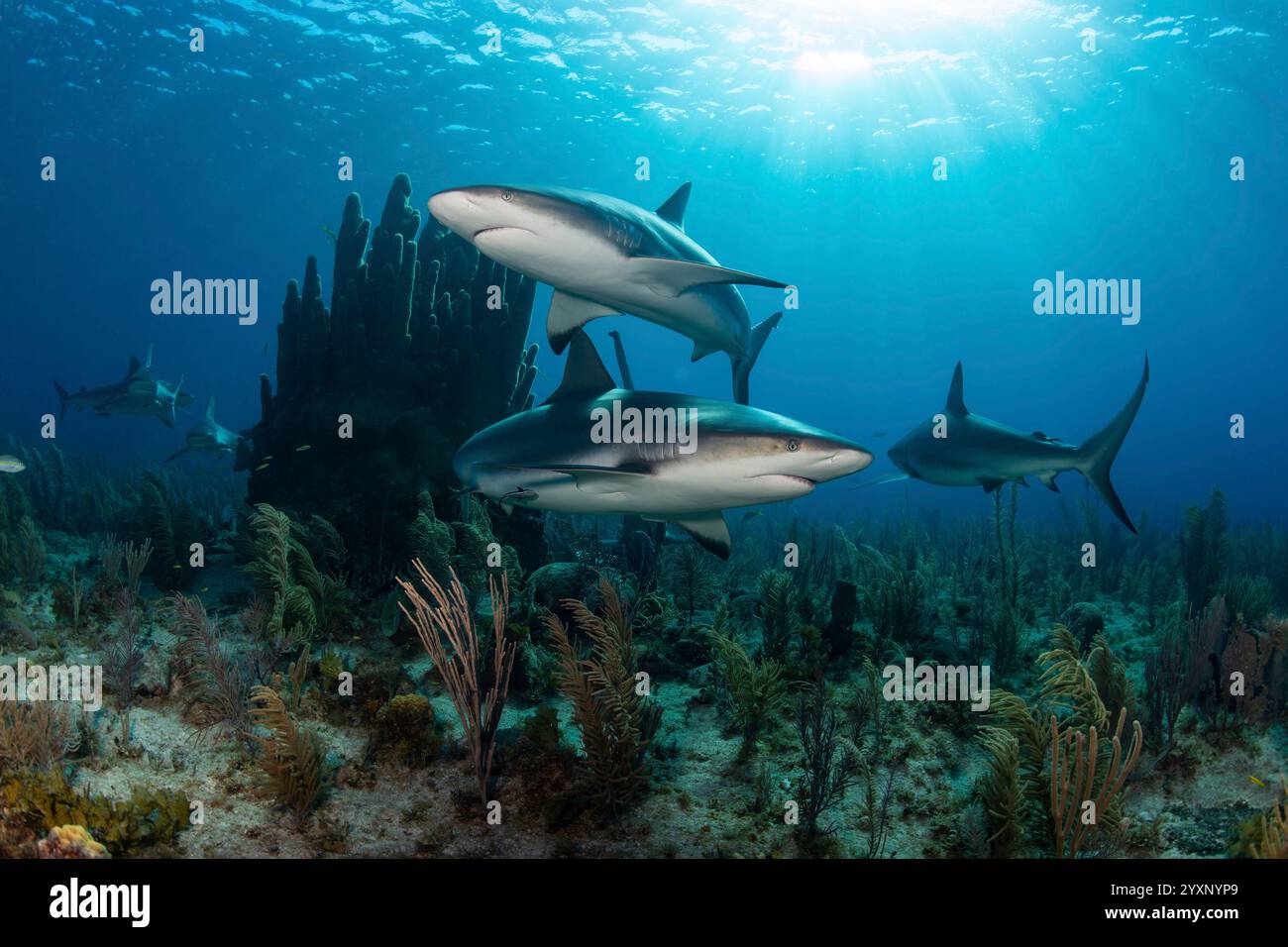 Gruppo di squali della barriera corallina caraibica su una barriera corallina con raggi del sole, Jardines De la Reina, Cuba. Foto Stock