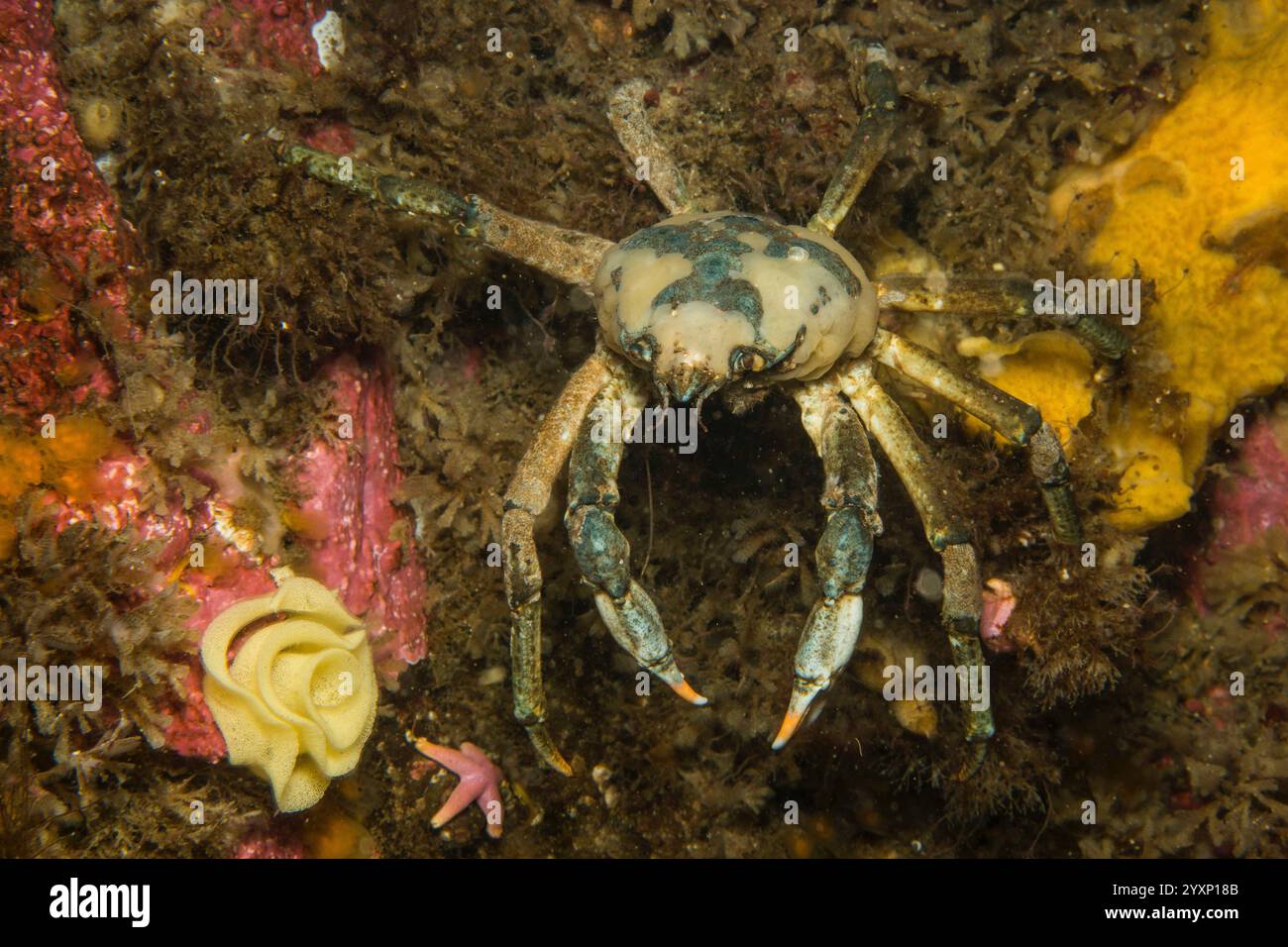 Granchio blu ragno che ispeziona una bobina di uova nudiramosche gialle, Westfjords, Islanda. Foto Stock