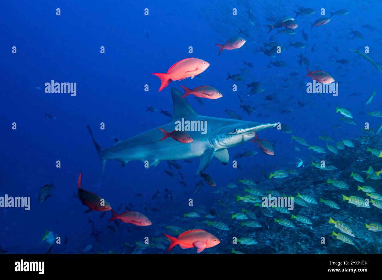 Squalo martello smerlato tra il pesce creoleo del pacifico e lo snapper bluestripe, Cocos Island. Foto Stock