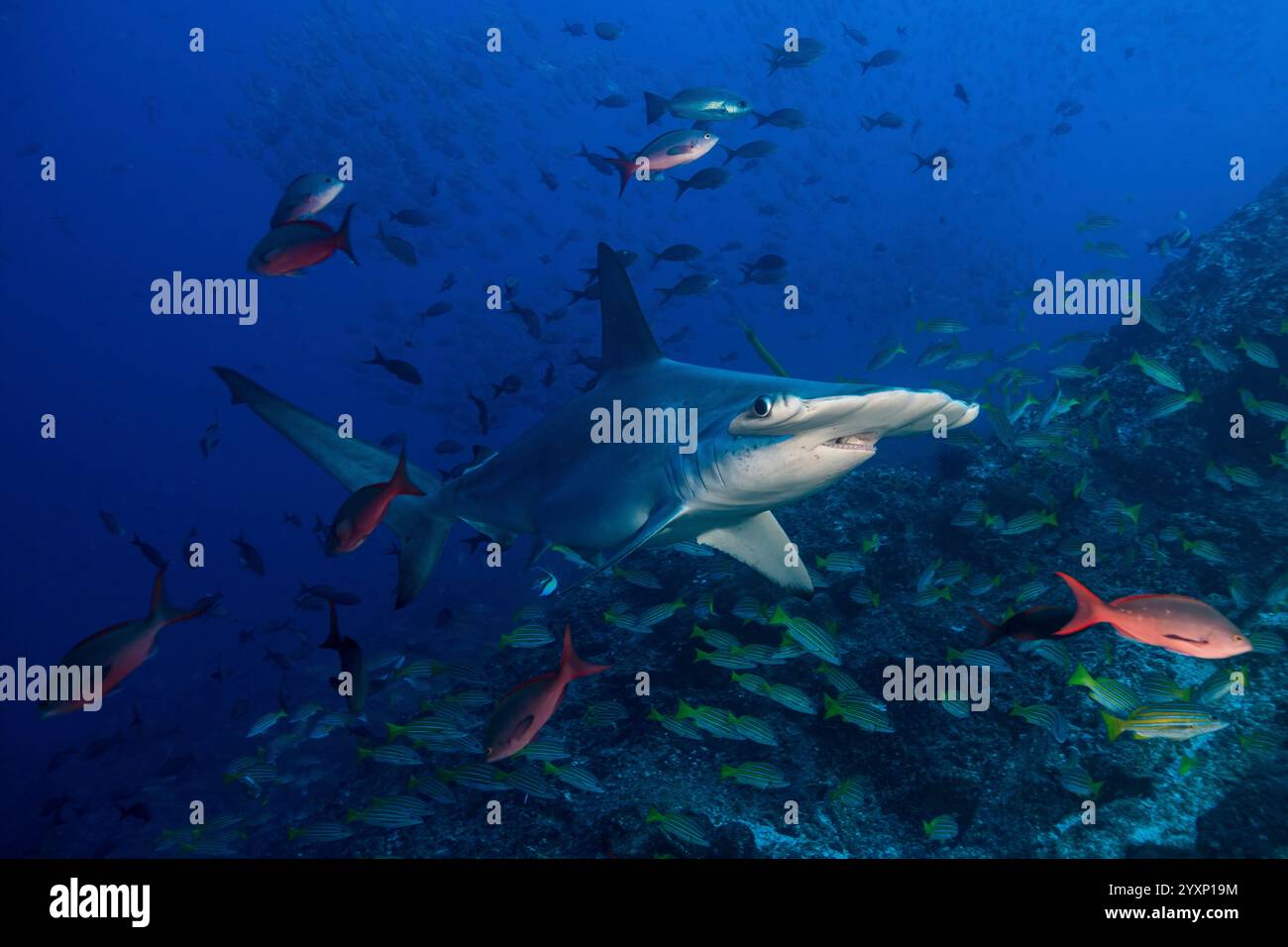 Squalo martello smerlato tra il pesce creoleo del Pacifico e lo snapper bluestripe, Cocos Island. Foto Stock