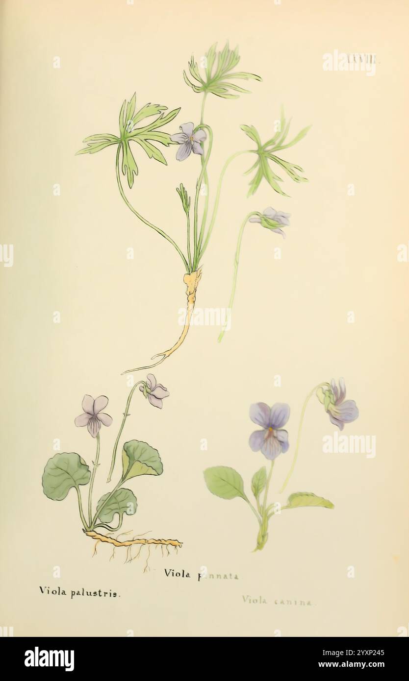 Flowers Engadine Winchester stampato per l'autore da Warren e Son 1891. Engadina Fiori opere pittoriche piante Svizzera, l'illustrazione presenta tre specie di violette, ciascuna raffigurata con delicati dettagli. In cima, la pianta denominata "Viola palustris" presenta i suoi sottili steli verdi e le caratteristiche foglie, mentre i suoi piccoli fiori viola fioriscono in modo prominente. Sotto di essa, la ''Viola pinnata'' è illustrata con forme di foglie e fiori leggermente diversi, evidenziando la diversità all'interno del genere. La terza specie, ''Viola canina', è mostrata in uno stile simile, con un morbido blo viola Foto Stock