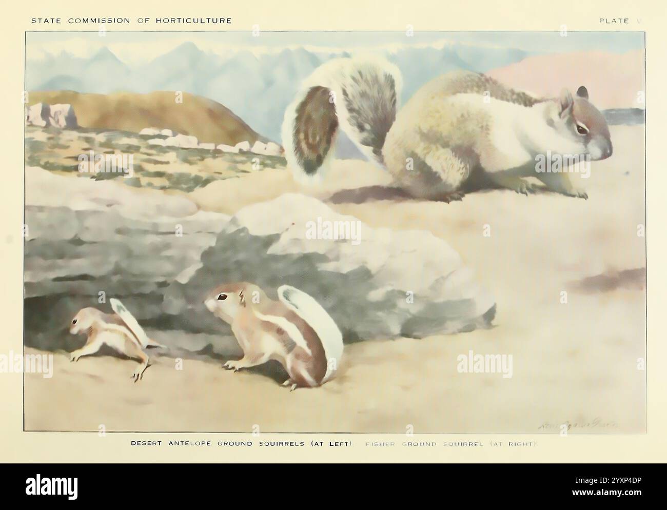 Storia naturale degli scoiattoli di terra della California, Sacramento, California State Printing Office, 1918, scoiattolo di terra della California, scoiattolo antilope dalla coda bianca, scoiattoli di terra, tassonomia: Family= Sciuridae, Ammospermophilus leucurus, Otospermophilus beecheyi, la scena presenta scoiattoli giocosi in varie pose, mostrando la loro agilità e curiosità. Uno scoiattolo è raffigurato appeso a testa in giù, mentre un secondo è arroccato su una sporgenza rocciosa, che sembra sorvegliare i suoi dintorni. Un terzo scoiattolo si trova sopra, a metà balzo mentre naviga attraverso il suo ambiente. I suggerimenti sullo sfondo Foto Stock