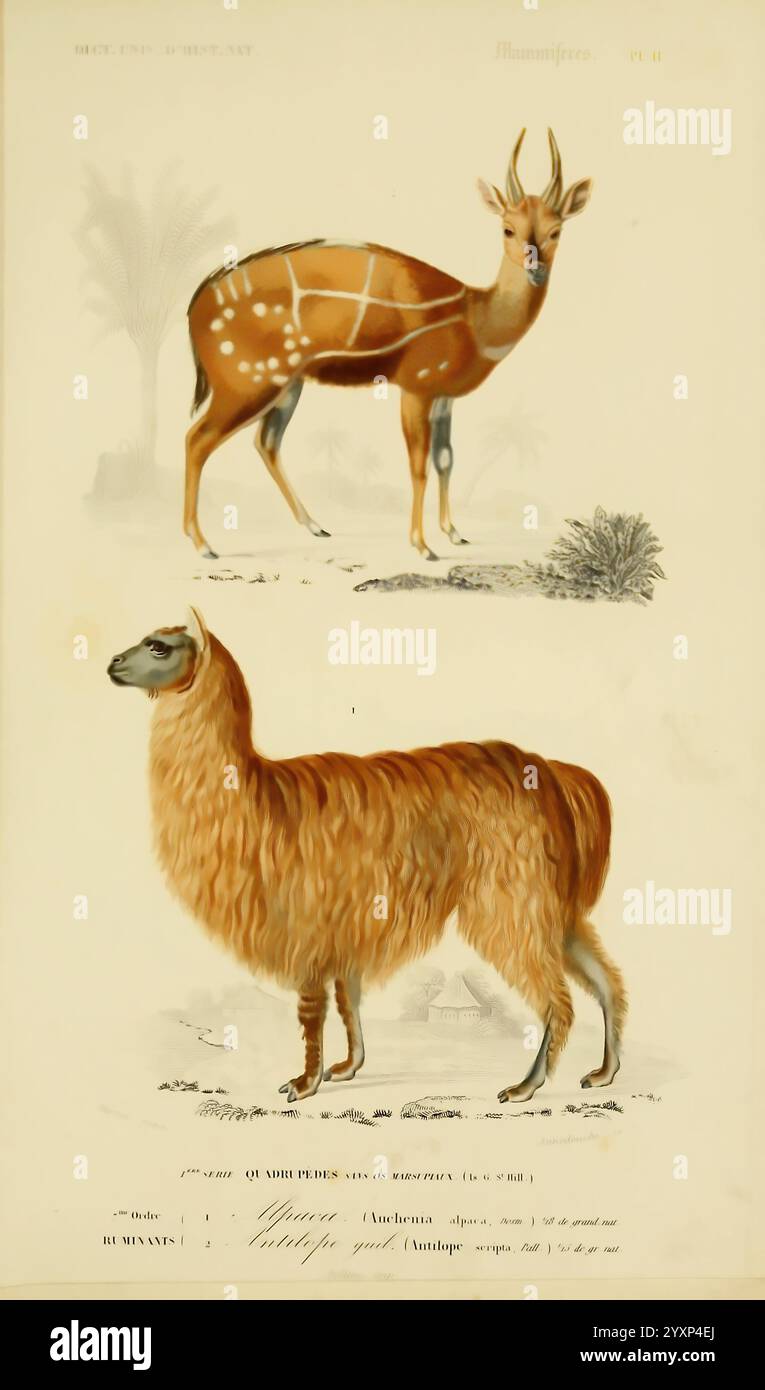 Dictionnaire universel d'histoire naturelle, Parigi, Chez les editeurs M. Renard, Martinet et et cie, rue et Hotel Mignon, 2 (quartier de l'École-de-Médecine), 1847-1849, alpaca, storia naturale, antilope, dizionari, l'illustrazione mostra due animali distinti fianco a fianco. La sezione superiore raffigura una graziosa antilope con un corpo sottile, adornato da strisce bianche e macchie su un ricco manto marrone. I suoi grandi occhi espressivi e le corna prominenti contribuiscono al suo aspetto elegante, adagiato su uno sfondo di palme stilizzate. Al contrario, la sezione inferiore presenta un soffice, domestico Foto Stock