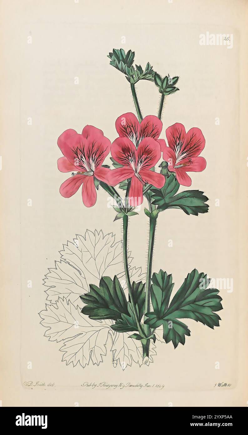 Geraniaceae, Londra, stampato per James Ridgway, Piccadilly, 1820-1830, XIX secolo, Inghilterra, incisioni, Geraniaceae, geraniums, Gran Bretagna, colorazione a mano, opere pittoriche, Un'illustrazione botanica con un gruppo di fiori vivacemente colorati con delicati petali rosa che mostrano sottili variazioni di tonalità. Ogni fiore è composto da cinque petali, che mostrano un motivo leggermente più scuro. I fiori fioriscono in cima a sottili steli verdi adornati con foglie seghettate e palmate, raffigurate sia a colori che in forma delineata. Questa opera d'arte enfatizza il riscatto dettagliato Foto Stock