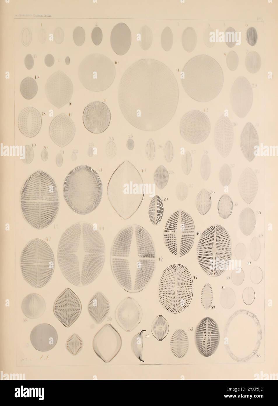 Atlas, Der, Diatomaceen-Kunde, Lipsia, R. Reisland, 1874-1819, Atlases, Bacillariophyceae, Una raccolta di intricate illustrazioni che mostrano una varietà di diatomee, ognuna resa con minuziosi dettagli. Le immagini mostrano una serie di forme, tra cui ellissi, ovali e cerchi, differenziate da motivi di linee e trame che caratterizzano questi organismi microscopici. Numerati da 1 a 57, gli esemplari variano per dimensioni e design, evidenziando la diversità delle specie diatomee. Questo studio visivo sottolinea sia la complessità che la bellezza che si trovano all'interno di queste alghe monocellari, spesso osservate Foto Stock