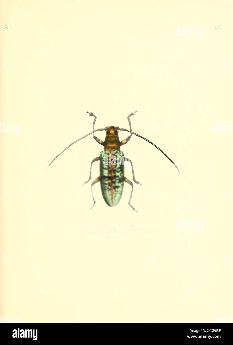 Aid to the Identification of Insects, volume 1, London, E.W. Janson, 1880-90, classificazione, insetti, Edwin Wilson, Peribasis Princeps, Arthropoda, Arthropod, Pericycos Princeps, History of Science and Art, Charles Owen Waterhouse, Entomology. questa illustrazione mostra una rappresentazione dettagliata di uno scarabeo del genere Ferhanis. L'insetto presenta un corpo iridescente blu-verde ornato da motivi intricati, mentre le sue lunghe e sottili antenne si estendono in modo prominente verso l'esterno. Le gambe sono finemente segmentate, contribuendo all'aspetto delicato generale della creatura. Le linee di misurazione sono incluse Foto Stock