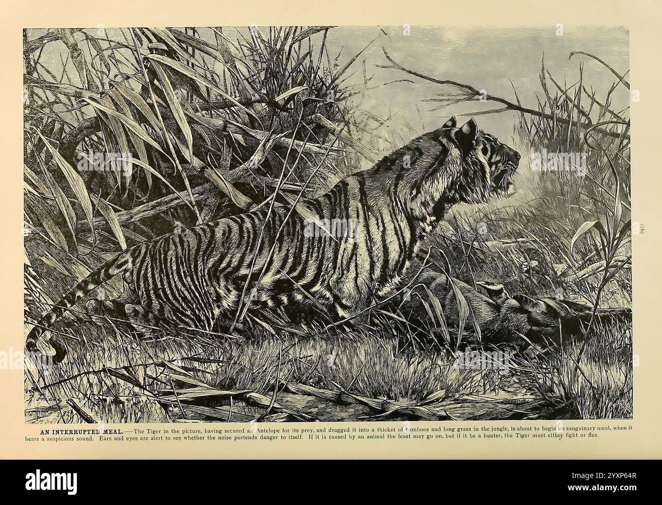 Brehm's Life of Animals, volume 1, Mammalia Chicago, Marquis, 1895. Tigre, mammiferi, comportamento degli animali Panthera Tigris, Una maestosa tigre è raffigurata in una posizione accovacciata, pronta all'azione in mezzo a erba alta e fogliame. Il suo sguardo intenso è fissato su una preda in primo piano, illustrando l'istinto naturale e l'abilità di caccia di questo magnifico predatore. Gli intricati dettagli della pelliccia della tigre e della vegetazione circostante evidenziano il contrasto tra la bellezza selvaggia dell'animale e il suo ambiente. La scena cattura un momento di concentrazione e anticipazione, incarnando il grezzo Foto Stock