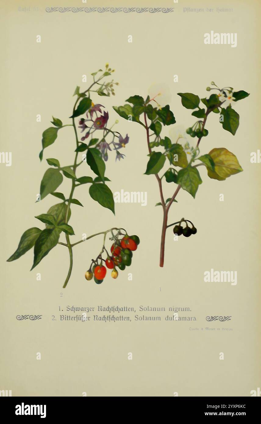 Pflanzen der Heimat Leipzig, quelle und Meyer, 1913. Germania, opere pittoriche, piante, il giardino botanico di New York, Solanum nigrum, Solanum dulcamara, l'illustrazione presenta due varietà di piante di ombra notturna, identificate con etichette. Sulla sinistra, la pianta etichettata ''1'' mostra i frutti e le foglie del Solanum nigrum, comunemente noto come nightshade nero, caratterizzato da piccole bacche nere rotonde e foglie di verde scuro allungate. Sulla destra, etichettata '2.jpg,', si trova il Solanum dulcamara, noto come nightshade, che espone grappoli di bacche rosse e arancioni tra la sua vite simile a quella di una vite Foto Stock
