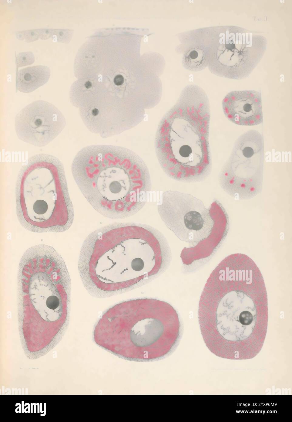 Biologische Untersuchungen, Lipsia, C.F.W. Vogel, 1890-1921, biologia, sistema nervoso, anatomia, comparativo, questa illustrazione mostra una varietà di campioni biologici microscopici, concentrandosi su diversi tipi di cellule e sulle loro strutture intricate. Ogni sezione contrassegnata evidenzia vari componenti cellulari, tra cui nuclei, citoplasma e organelli distintivi. La disposizione e i dettagli sottolineano la complessità della vita cellulare, illustrando sia la diversità che la somiglianza tra i diversi tipi di cellule. L'uso del colore migliora la visibilità delle strutture chiave, rendendolo un reso approfondito Foto Stock