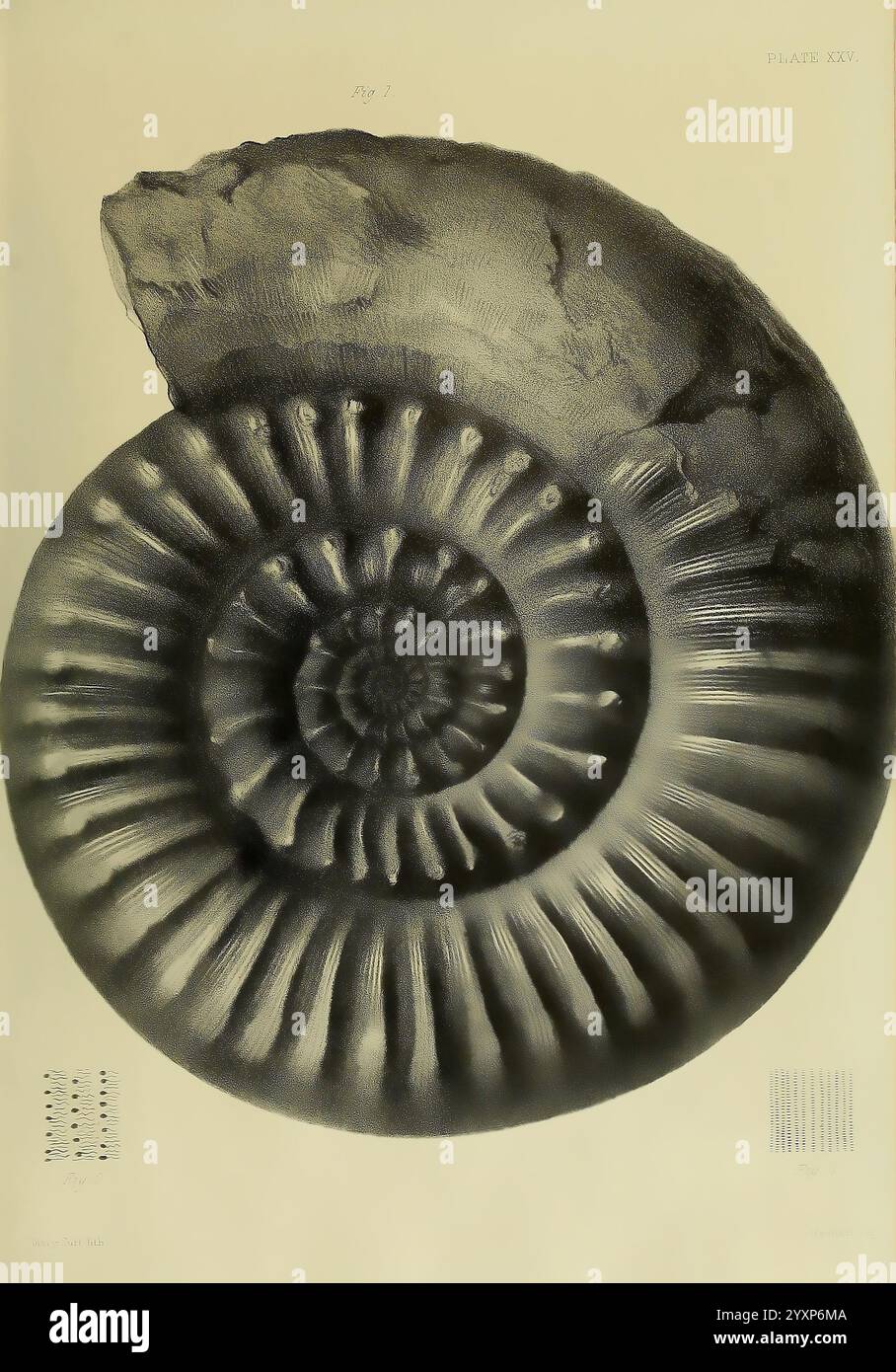 Monografia sulle Lias Ammoniti delle Isole britanniche, Londra, stampata per la Palæontographical Society, 1878-86, ammonoidea, Gran Bretagna, giurassico, paleontologia, un'illustrazione dettagliata di un fossile di ammoniaca, che mostra la sua caratteristica forma a spirale e la consistenza a coste. Il fossile è posizionato in modo prominente, con una chiara enfasi sulla struttura a spirale e sui modelli circolari che creano un senso di simmetria naturale. Ad accompagnare il disegno principale vi sono diagrammi o illustrazioni più piccoli che forniscono un contesto aggiuntivo o evidenziano caratteristiche specifiche del fossile, etichettato come Foto Stock