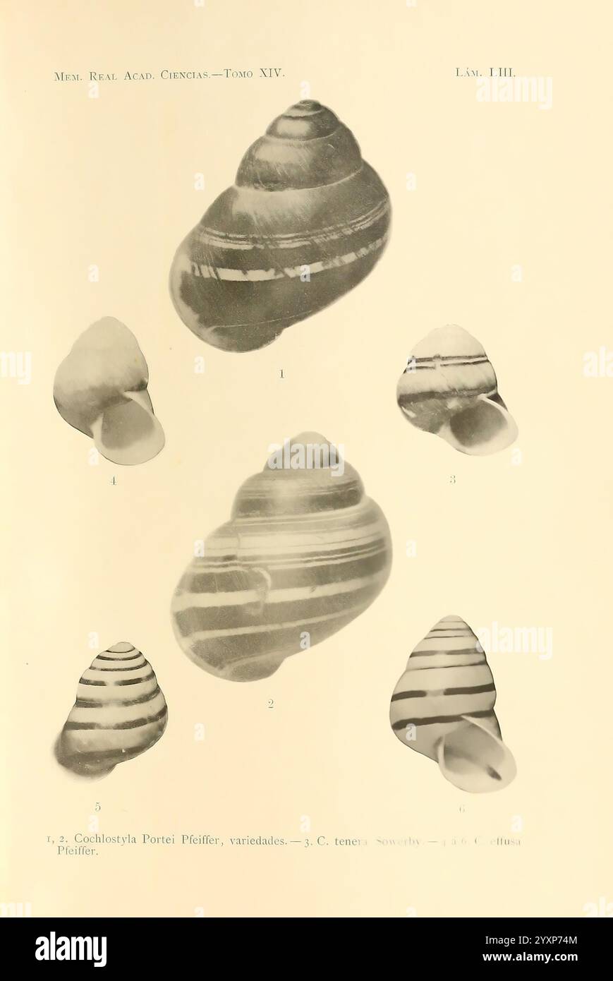 Memorias de la Real Academia de Ciencias Exactas, Físicas y Naturales de Madrid, Madrid, impr. Aguado, 1850-, periodici, scienza, società, museo di zoologia comparata, questa illustrazione mostra una varietà di esemplari di conchiglie, mostrando intricati motivi e texture caratteristici dei diversi tipi di molluschi marini. Ogni guscio è numerato per l'identificazione ed etichettato con riferimenti dettagliati. Le conchiglie presentano una gamma di design, tra cui spirali lisce e superfici a strisce, evidenziando la diversità che si trova all'interno di questa particolare famiglia di creature. La disposizione delle conchiglie Foto Stock