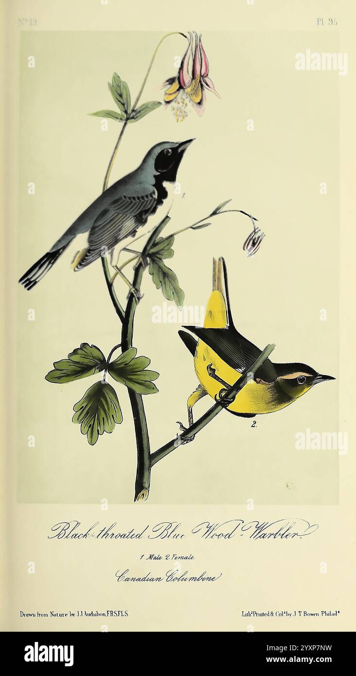 The Birds of America, New York, G.R. Lockwood, 1871, c1839. Uccelli, Nord America, opere pittoriche. La scena presenta due uccelli splendidamente illustrati arroccati tra delicati fogliami. Il primo uccello, il Blue Warbler dalla gola nera, è raffigurato con una combinazione impressionante di piumaggio blu intenso e nero, accentuato da una toppa bianca sull'ala. La sua postura trasmette attenzione mentre osserva l'ambiente circostante da una diramazione. Nel frattempo, il secondo uccello, il canadese Warbler, presenta piume gialle vibranti in contrasto con i toni grigi, completando il suo aspetto con una distintiva striscia nera acr Foto Stock