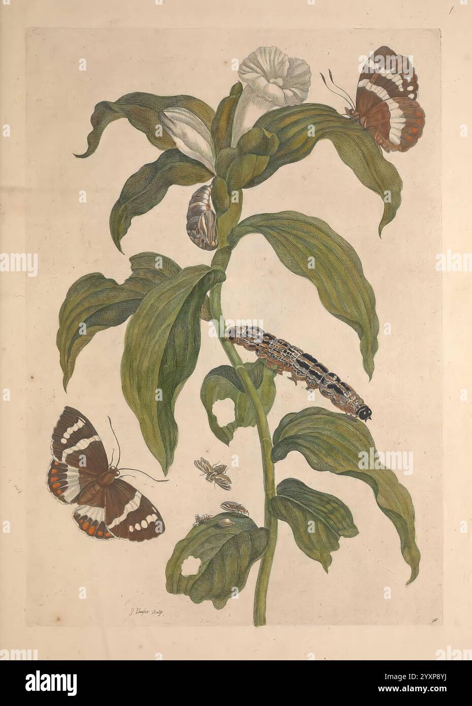 Maria Sybilla Merian Over de voortteeling en Wonder baerlyke veranderingen der Surinaamsche Insecten t'Amsterdam di Jean Frederic Bernard 1730 insetti botanici Suriname Maria Sibylla Merian Maria Sibylla Merian Maria Sibylla Merian donne della scienza, Un'illustrazione botanica con un'alta pianta verde con ampie foglie e delicati fiori bianchi in cima. Intorno alla pianta ci sono vari insetti, tra cui due specie di farfalle distinte con motivi suggestivi sulle ali. Una farfalla presenta vivaci marcature arancioni e nere, mentre l'altra presenta intricati disegni marroni e bianchi. Addit Foto Stock