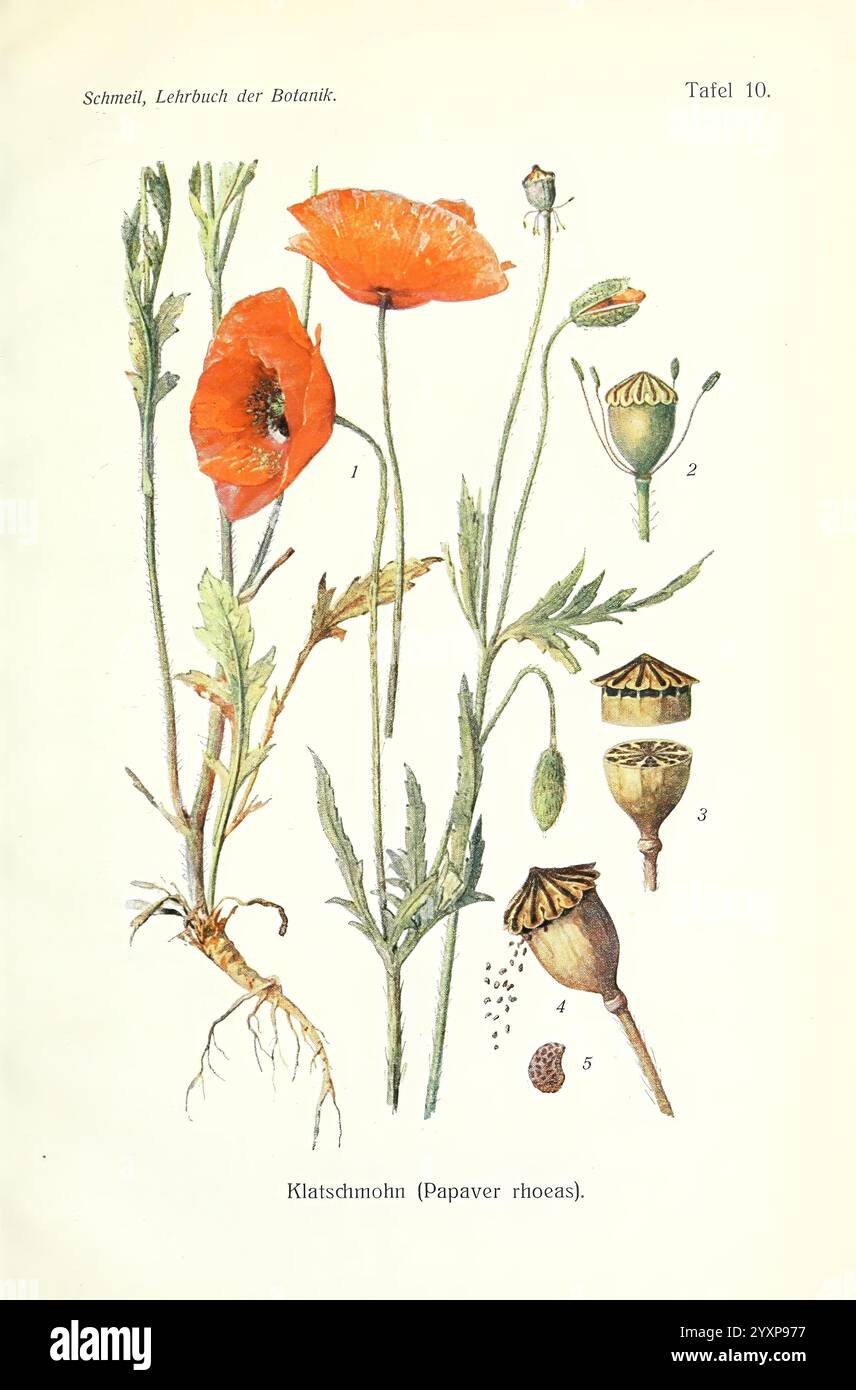 Lehrbuch der Botanik Leipzig quelle & Meyer 1911 botanica, questa illustrazione mostra le varie fasi e parti della pianta del papavero (Papaver rhoeas). In primo piano sono presenti vivaci fiori rossi adagiati su steli verdi. Ad accompagnare i fiori sono raffigurate in dettaglio le cialde, le foglie e le radici dei semi della pianta. L'immagine include anche parti etichettate, che consentono una chiara comprensione dell'anatomia della pianta, compresa la sua struttura riproduttiva e i meccanismi di dispersione dei semi. La delicata opera d'arte enfatizza la bellezza naturale e la complessità di questo esemplare botanico, fornendo un'idea del suo gr Foto Stock