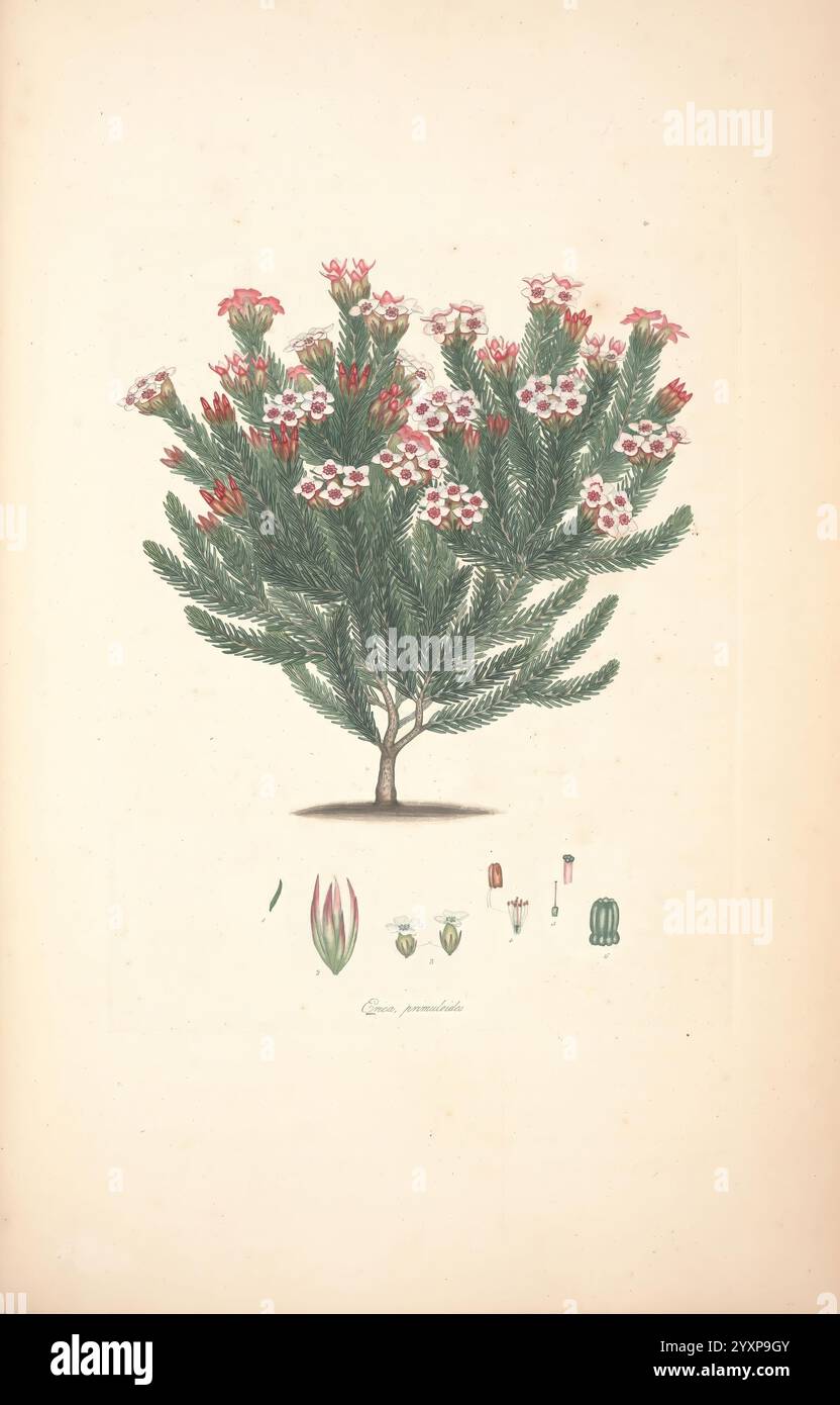 Colorato, incisioni, di, Heath, Londra, pubblicato dall'autore stampato, da, T, Bensley, 1802-09, [1830?], Inghilterra, storia, incisione, 19°, Century, Erica, Ericaceae, colorate a mano, botanica, 1802, grafica, opere, grafica, media, Henry, Charles, Andrews, 2, Erica, primuloides, Una rappresentazione splendidamente dettagliata di una pianta in fiore, che mostra un cespuglio verticale con lussureggiante vegetazione verde e ammassi di vivaci fiori rosa e bianco. I rami della pianta sono adornati da numerosi fiori, creando un forte contrasto con le foglie. Sotto la figura principale, sono presenti illustrazioni più piccole Foto Stock