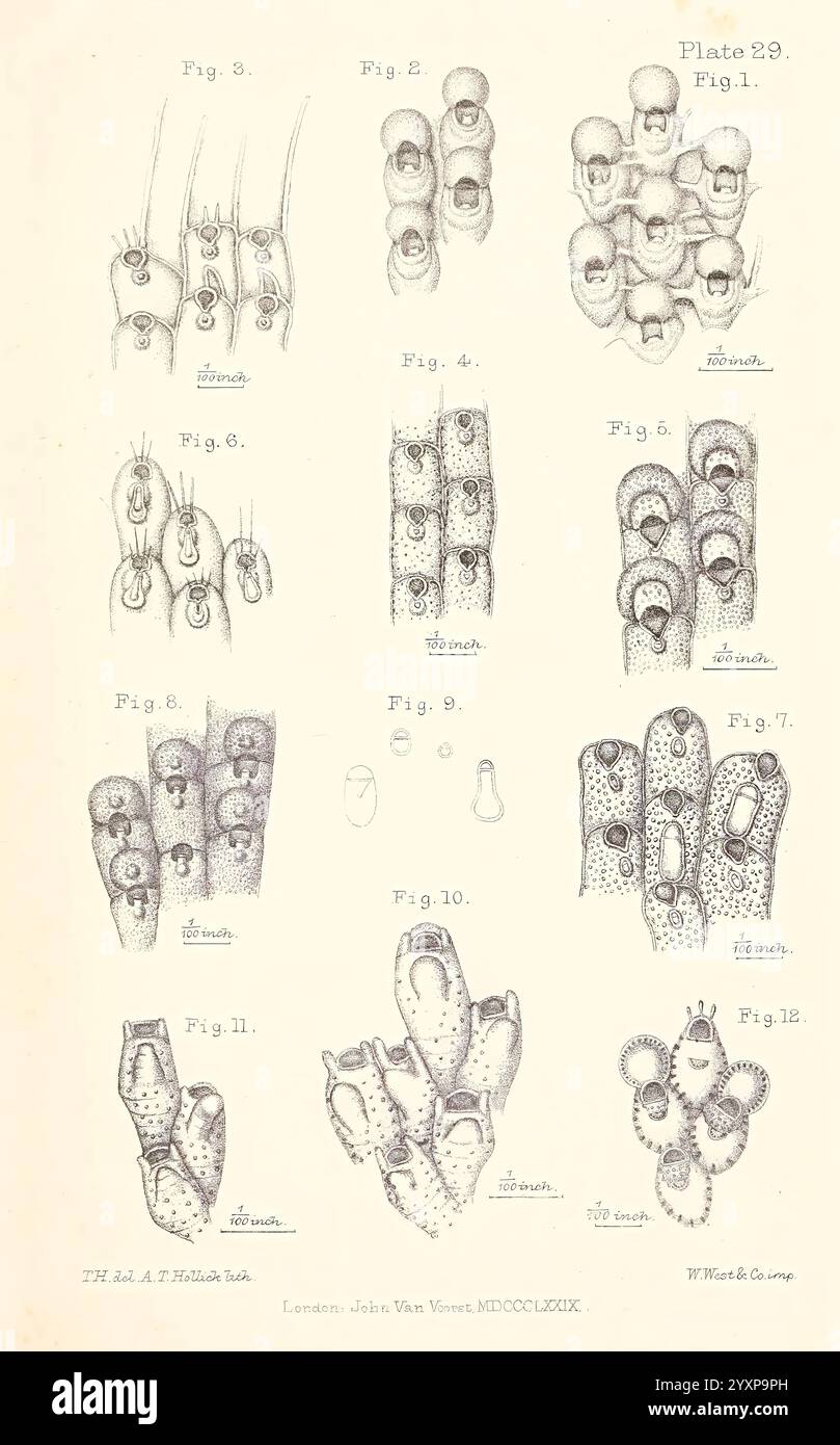 A history of the British marine Polyzoa, London, J. Van Voorst, 1880, Bryozoa, un'illustrazione dettagliata che mostra varie strutture e forme, probabilmente correlate a studi anatomici o biologici. La prima riga presenta diverse figure interconnesse, etichettate con annotazioni numeriche che suggeriscono una rappresentazione sistematica di diversi componenti. Le righe successive continuano questo schema, visualizzando dettagli intricati e configurazioni variabili che possono riguardare strutture cellulari, organismi o caratteristiche biologiche specializzate. Ogni figura viene sottoposta a rendering meticolosamente, evidenziandone la complessità Foto Stock