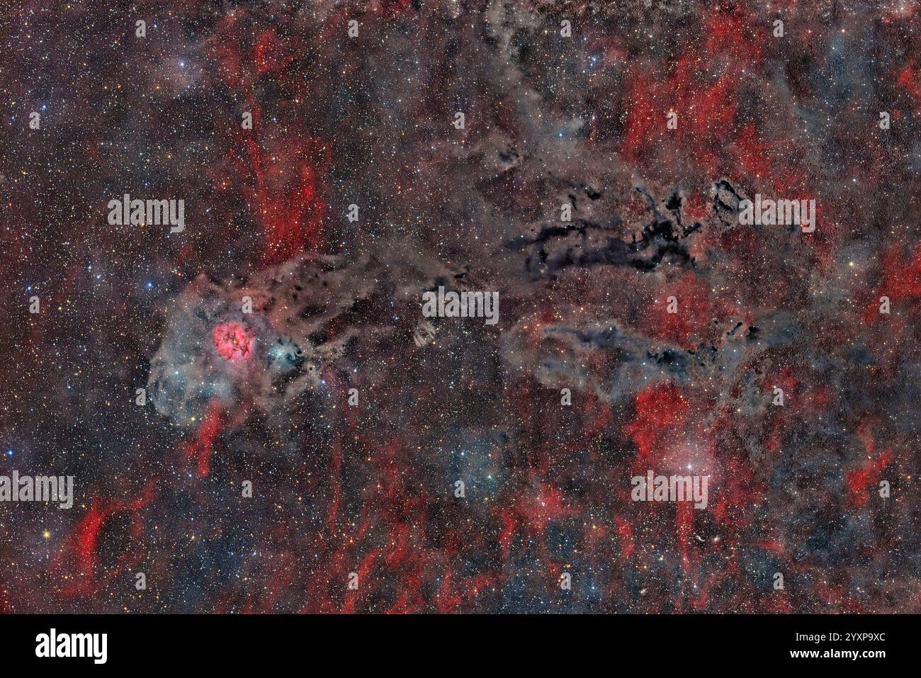 IC 5146, la Nebulosa Cocoon, con Barnard 168 che forma corsie scure a Cygnus. Foto Stock