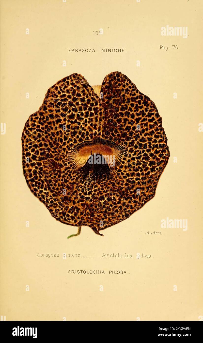 Los ofidios venenosos del Cauca Cali 1896. Colombia serpenti zoologia veleno caucadept aristolochia pilosa, la didascalia presenta un'intricata rappresentazione del fiore noto come Aristolochia pilosa, che mostra la sua morfologia unica. La fioritura è caratterizzata da un'ampia superficie piatta adornata da un suggestivo motivo di macchie scure e marcature su uno sfondo più chiaro. Al centro emerge una struttura tubolare distintiva che aggiunge profondità e complessità al design del fiore. Il testo sottostante identifica la specie, enfatizzando la sua classificazione botanica, e riflette la bellezza e la complessità del fou Foto Stock